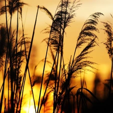 grass, Great Sunsets, blades