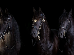 Three, bloodstock, black background, Kare