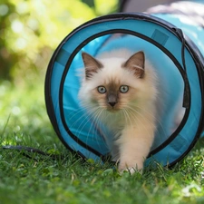 Blue, Eyes, blur, blue, grass, Ragdoll Cat, fluffy, tunnel