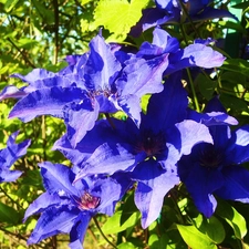 Clematis, blue