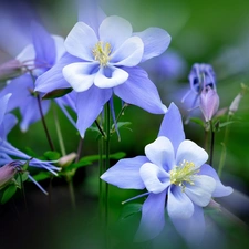 Blue Columbine