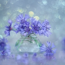 cornflowers, Flowers, vase, Blue