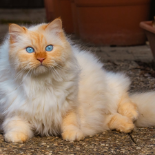 lying, Blue Eyed, cat, ginger