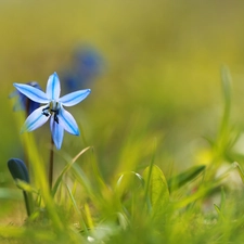 Flower, Siberian squill, blue