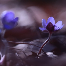 Colourfull Flowers, Hepatica, blue