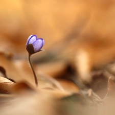 Colourfull Flowers, Hepatica, blue