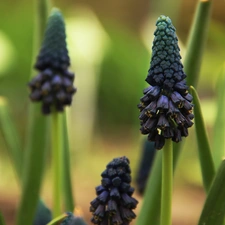 Colourfull Flowers, Muscari, blue