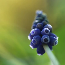 Colourfull Flowers, Muscari, blue