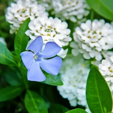 Colourfull Flowers, myrtle, blue