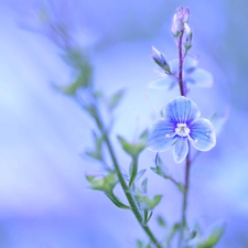 Colourfull Flowers, speedwell, blue