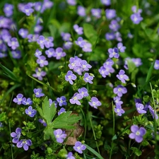 Flowers, speedwell, Leaf, Blue