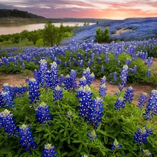 Flowers, lupine, River, blue