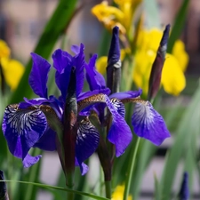 Irises, Flowers, Deep Blue