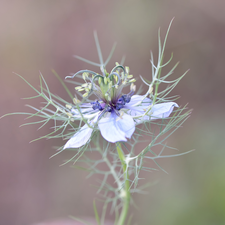 Nigella, Colourfull Flowers, Blue