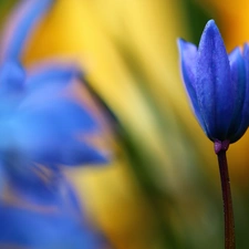 Colourfull Flowers, Siberian squill, blue