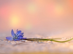 Colourfull Flowers, Siberian squill, blue