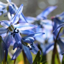 Flowers, Siberian squill, Blue