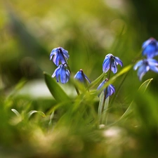 Flowers, Siberian squill, Blue