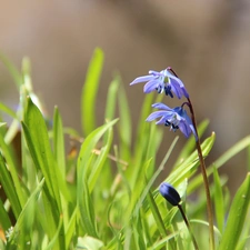 Flowers, Siberian squill, Blue