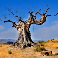 blue, Sky, trees, Baobab, dry