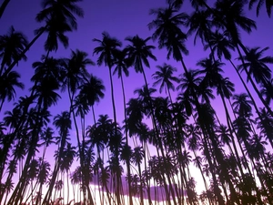 Blue, Sky, Palms, purple, high