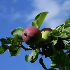 Blue, Sky, apples, Lobo, maturing