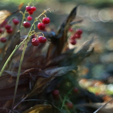 blueberries, Fruits, fades, Red, lilies