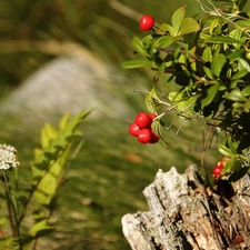 Red, blueberries