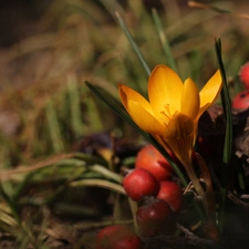 Red, Yellow, blueberries, Spring, Fruits, crocus