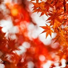 autumn, palmaceous, blur, maple