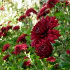 blur, Red, Chrysanthemums