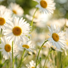 blur, Flowers, daisies