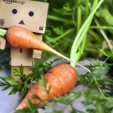 Danbo, carrots, blur, garden