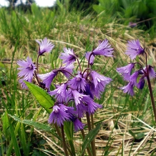 Meadow, alpine, blur, Soldanella