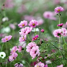 Meadow, Cosmos, blur, Pink