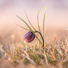 Colourfull Flowers, grass, blur, Fritillaria meleagris