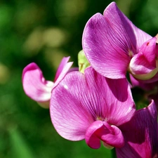 blur, Pink, orchid