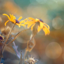 blur, Flowers, Rudbeckia