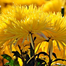 Yellow, Needle, blur, Chrysanthemums