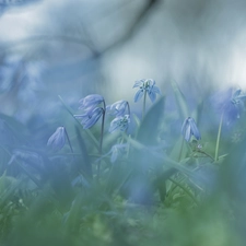 Siberian squill, Flowers, blurry background, Blue