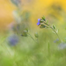 speedwell, Colourfull Flowers, blurry background, blue