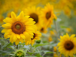 Yellow, Nice sunflowers, blurry background, Flowers