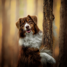 Australian Shepherd, viewes, blurry background, trees