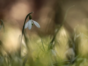 Snowdrop, Colourfull Flowers, blurry background, White