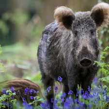 Boar, Plants