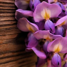 orchids, board