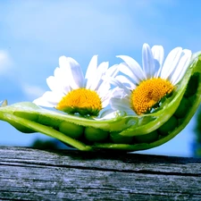 board, Flowers, peas