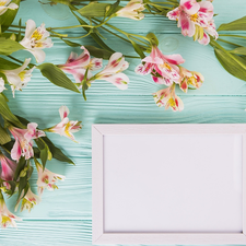 frame, boarding, Alstroemeria, Leaf, Flowers