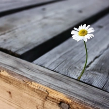 daisy, boarding