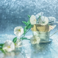 bindweed, cup, Bokeh, Flowers